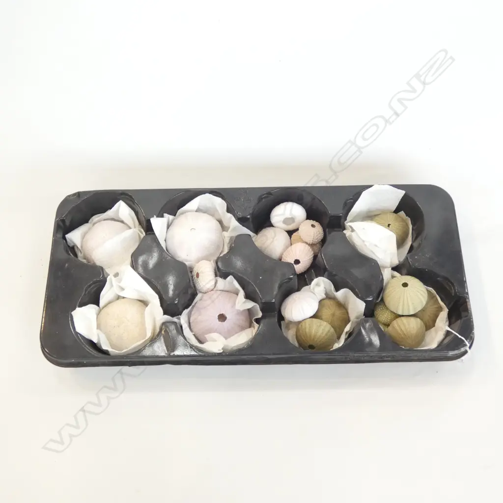 TRAY OF ASST. KINA SHELLS  Image 1++