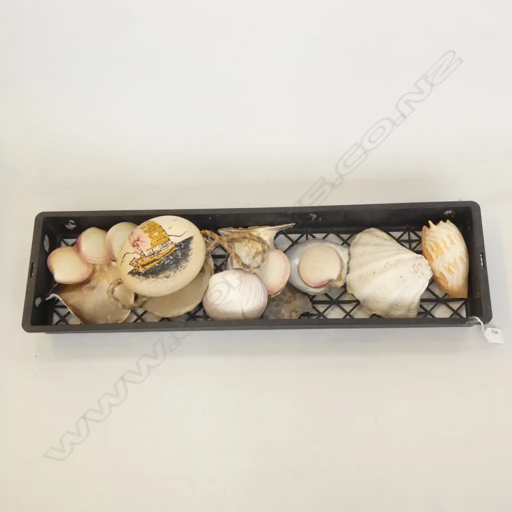 TRAY OF ASST. SCALLOP SHELLS + PAINTED OSTRICH EGG + 10 BOOKS ON SHELLS Image 1++