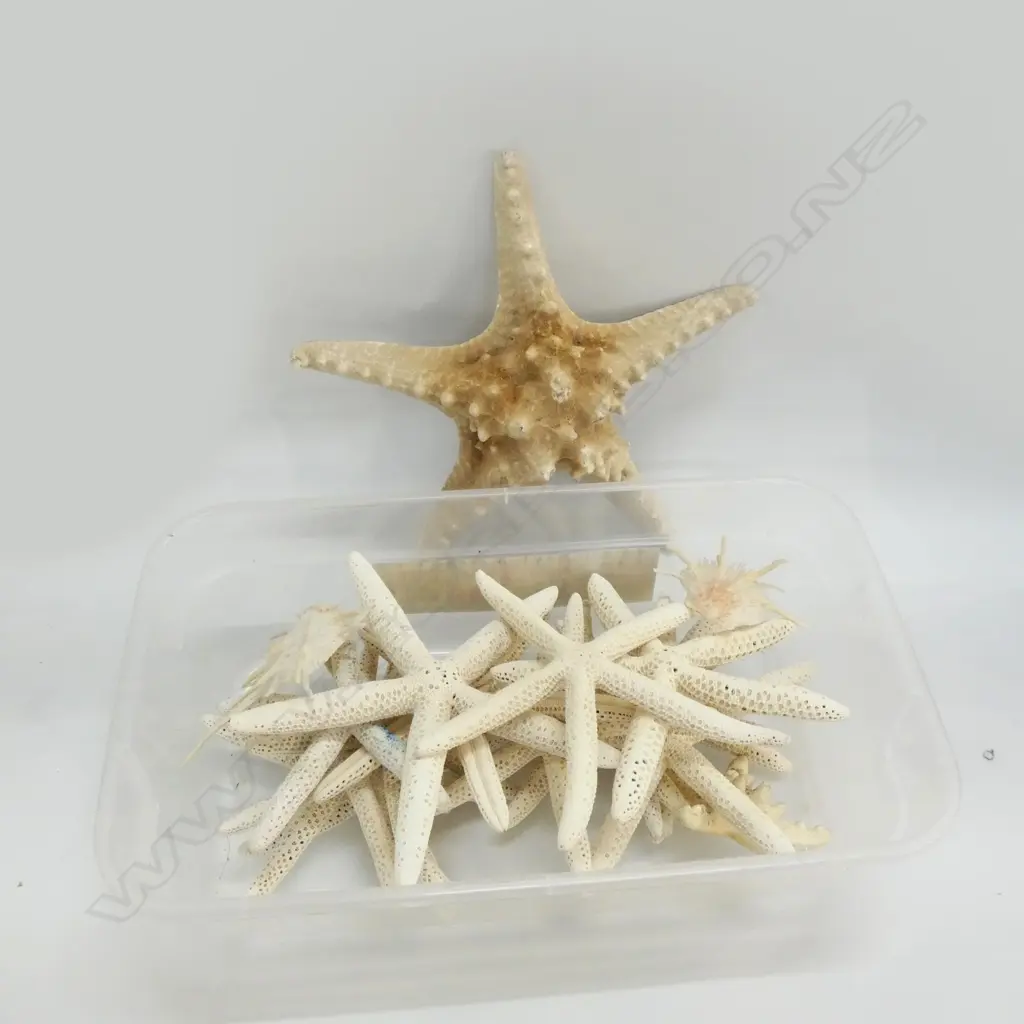 2 BOXES ASST. DRIED STARFISH Image 1++