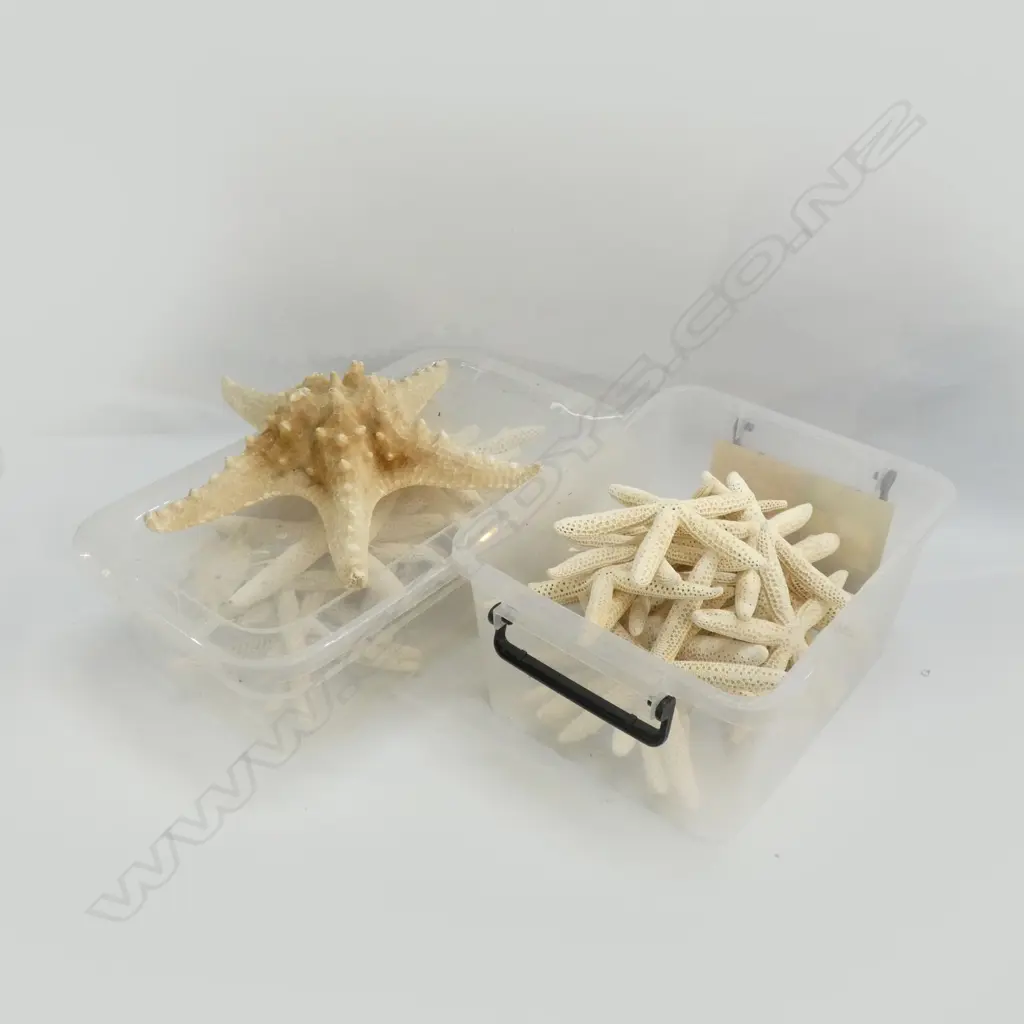 2 BOXES ASST. DRIED STARFISH Image 1++