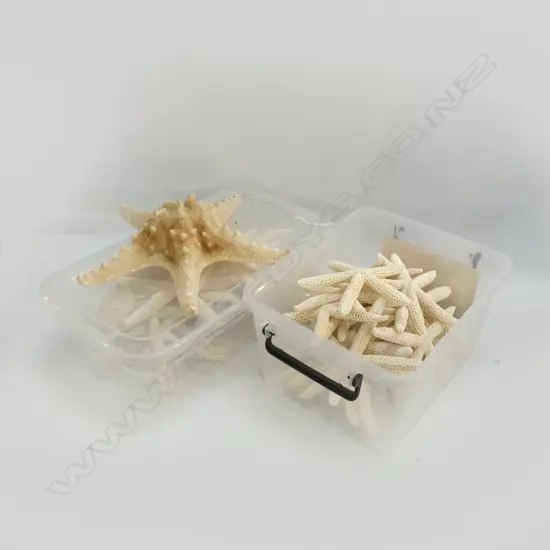 2 BOXES ASST. DRIED STARFISH