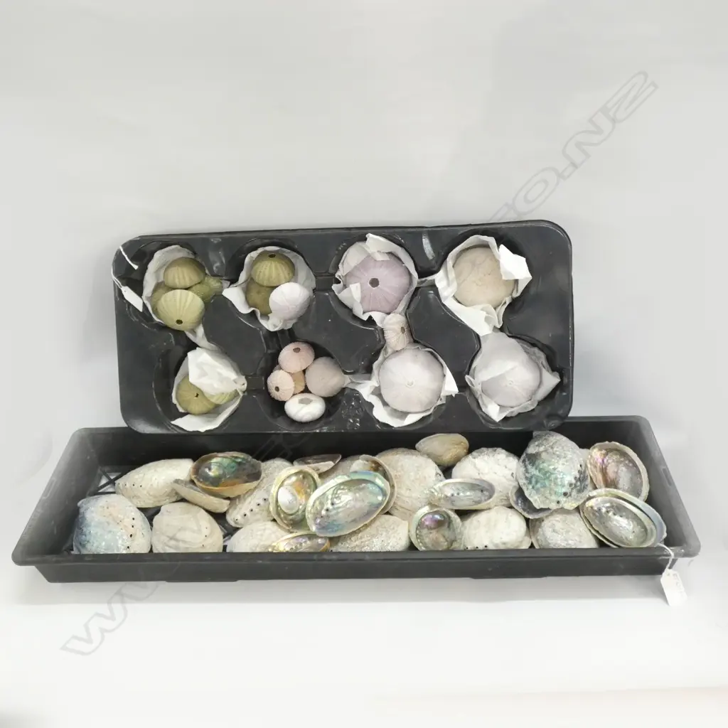 2 TRAYS ASST. SHELLS; PAUA, SCALLOPS ETC Image 1++