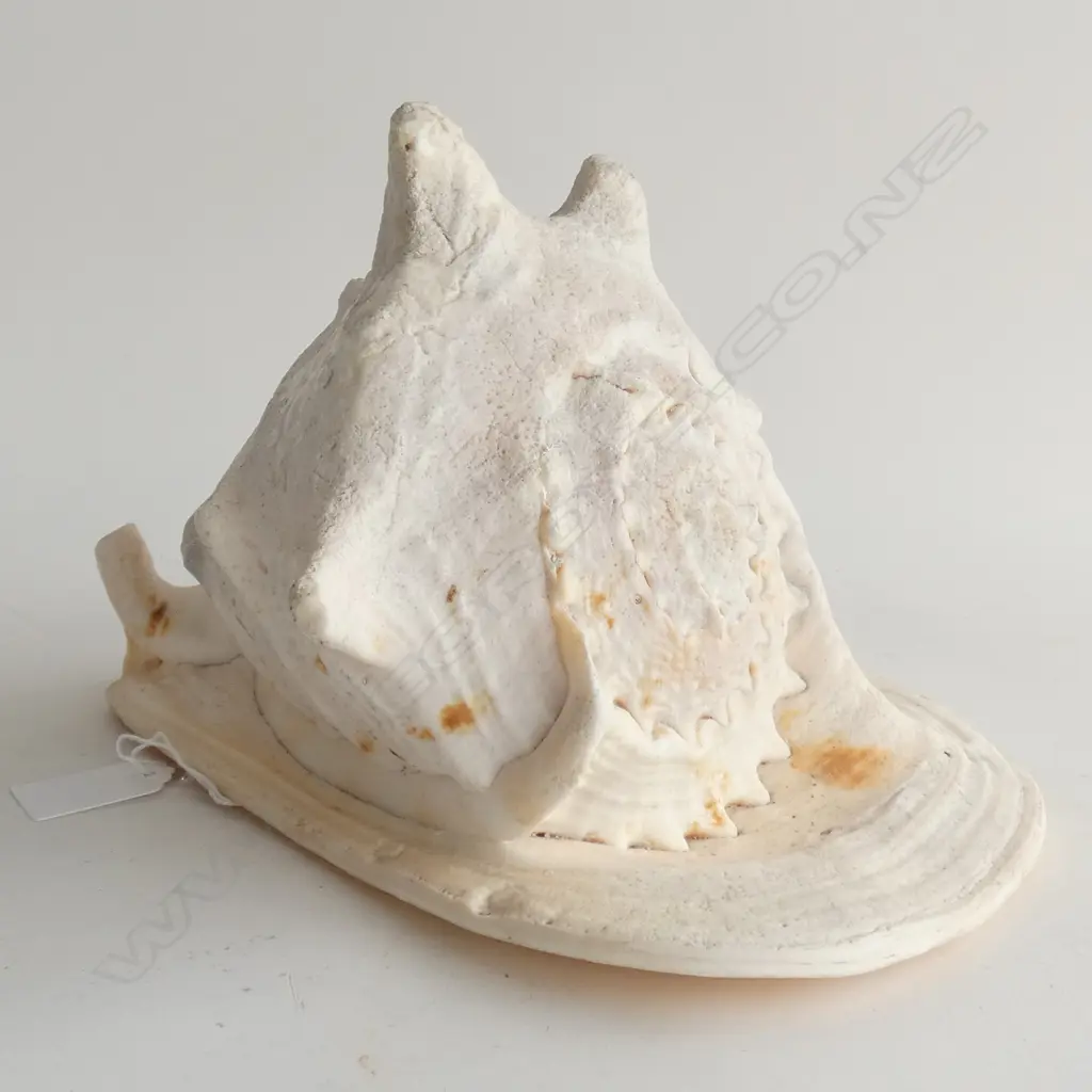 CONCH SHELL L.250mm Image 1++