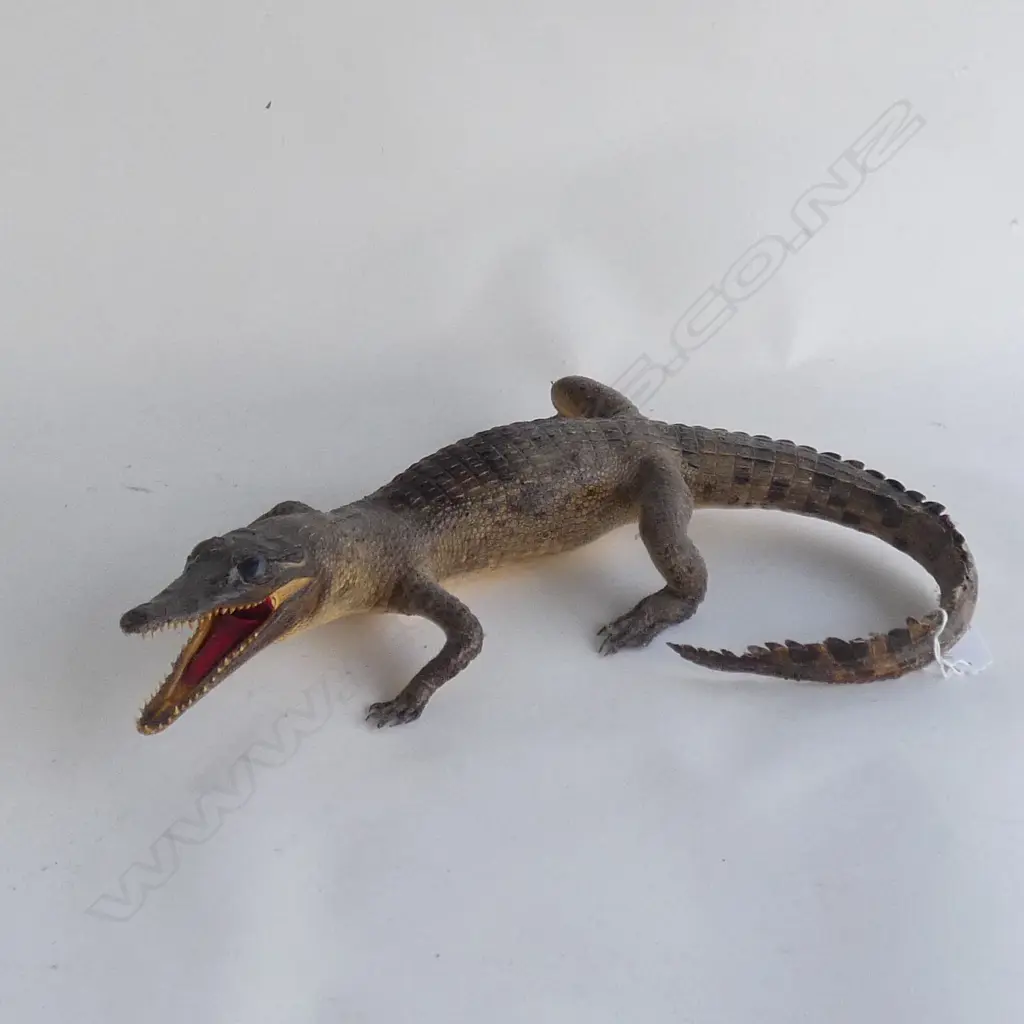 SMALL VINTAGE TAXIDERMY ALLIGATOR Image 1++