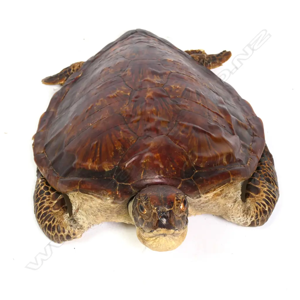 TAXIDERMY TURTLE, FULL MOUNT WITH HEAD & FLIPPERS,570 X 350mm Image 1++