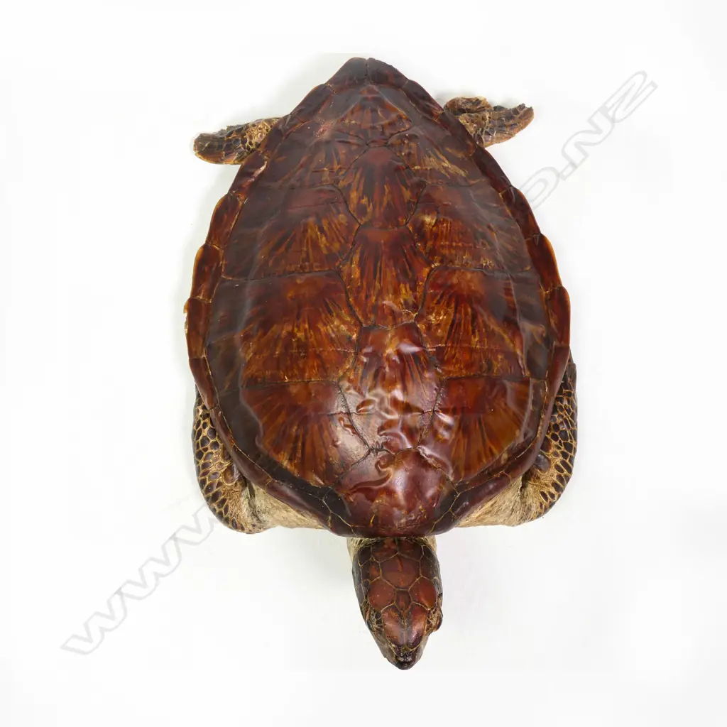 TAXIDERMY TURTLE, FULL MOUNT WITH HEAD & FLIPPERS,570 X 350mm Image 1++
