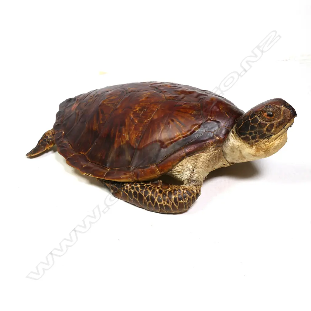TAXIDERMY TURTLE, FULL MOUNT WITH HEAD & FLIPPERS,570 X 350mm Image 1++