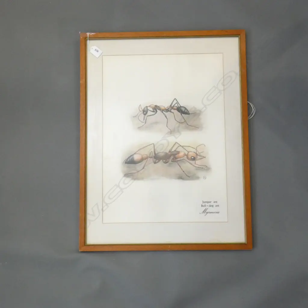 JUMPER ANT - BULL DOG ANT PRINT 500x355mm Image 1++