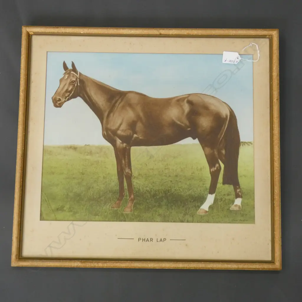 VINTAGE HAND COLOURED PHOTO 'PHAR LAP 340 x 420mm Image 1++