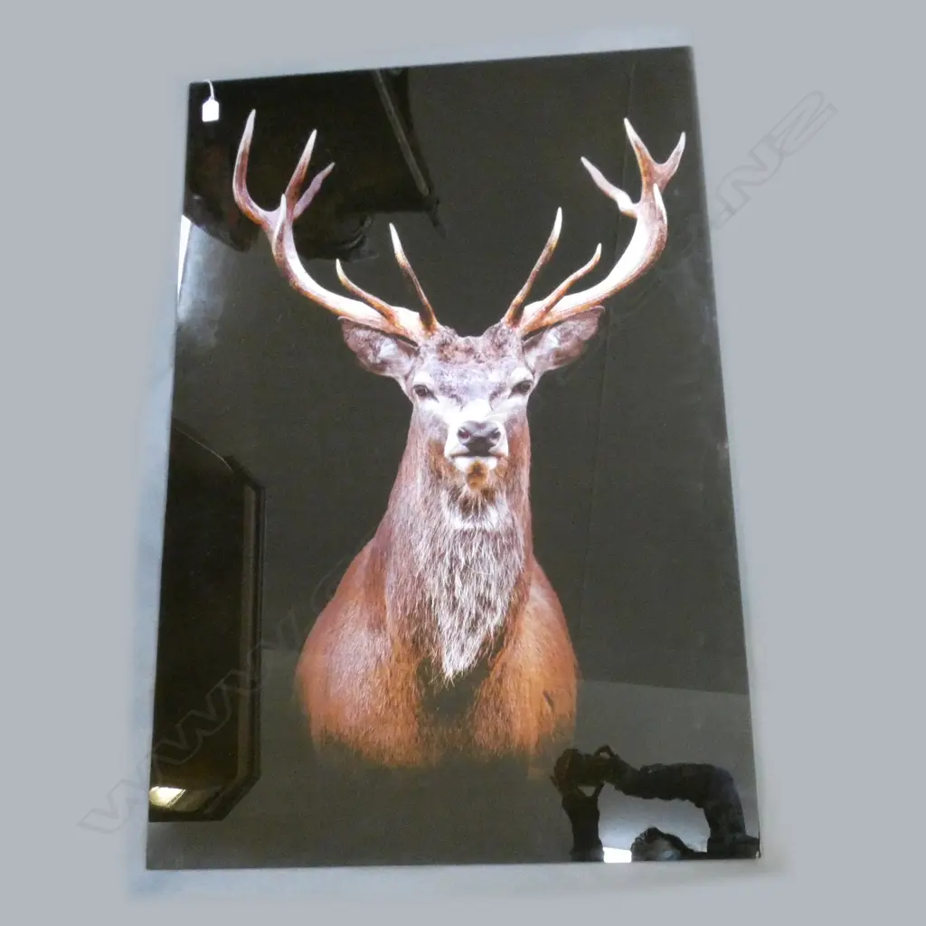 GLASS PHOTO PRINT; STAG DEER 1200x800mm Image 1++