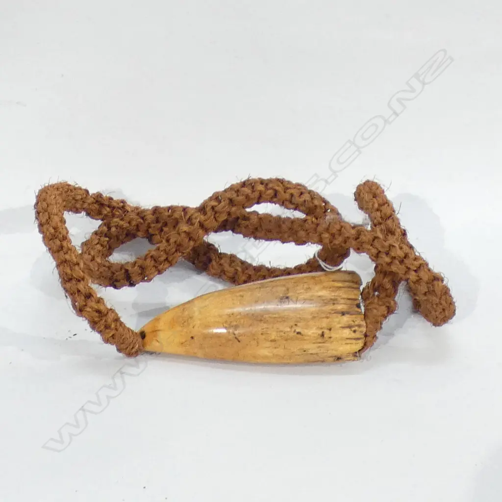 19THC FIJIAN TABUA W PLAITED CORD. TUMERIC STAINED TOOTH L.140mm Image 1++