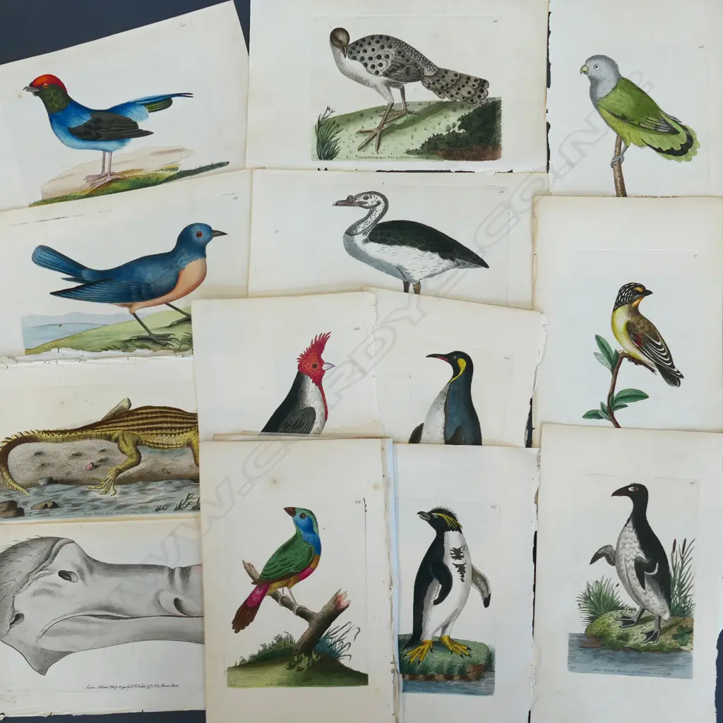 ASST. ANTIQUE BIRD & ANIMAL ENGRAVINGS c.1820 Image 1++