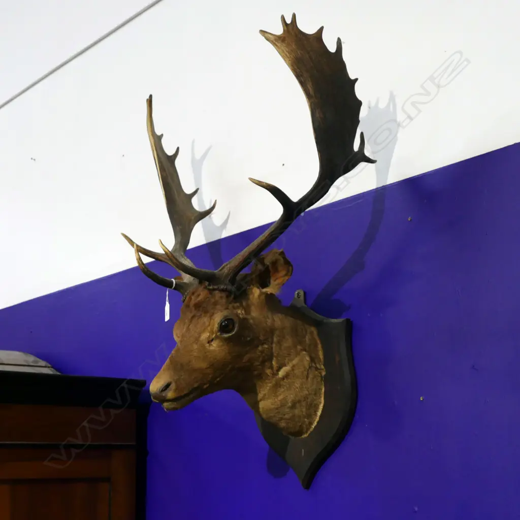 TAXIDERMIED DEER HEAD ex Highwic House the vendor is great great grandson of the first owner of Highwic Image 1++