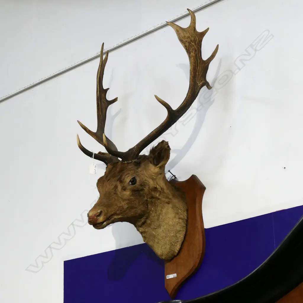 TAXIDERMIED DEER HEAD ex Highwic House the vendor is great great grandson of the first owner of Highwic Image 1++