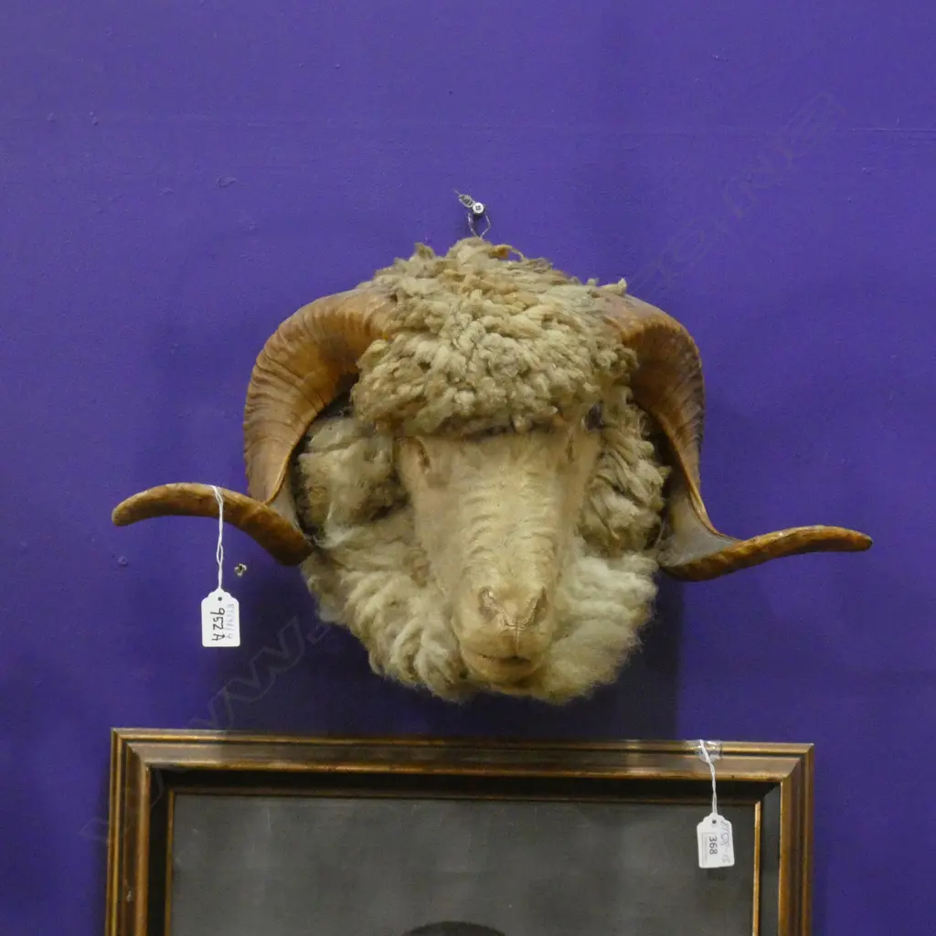 TAXIDERMIED PRIZE RAM'S HEAD Image 1++