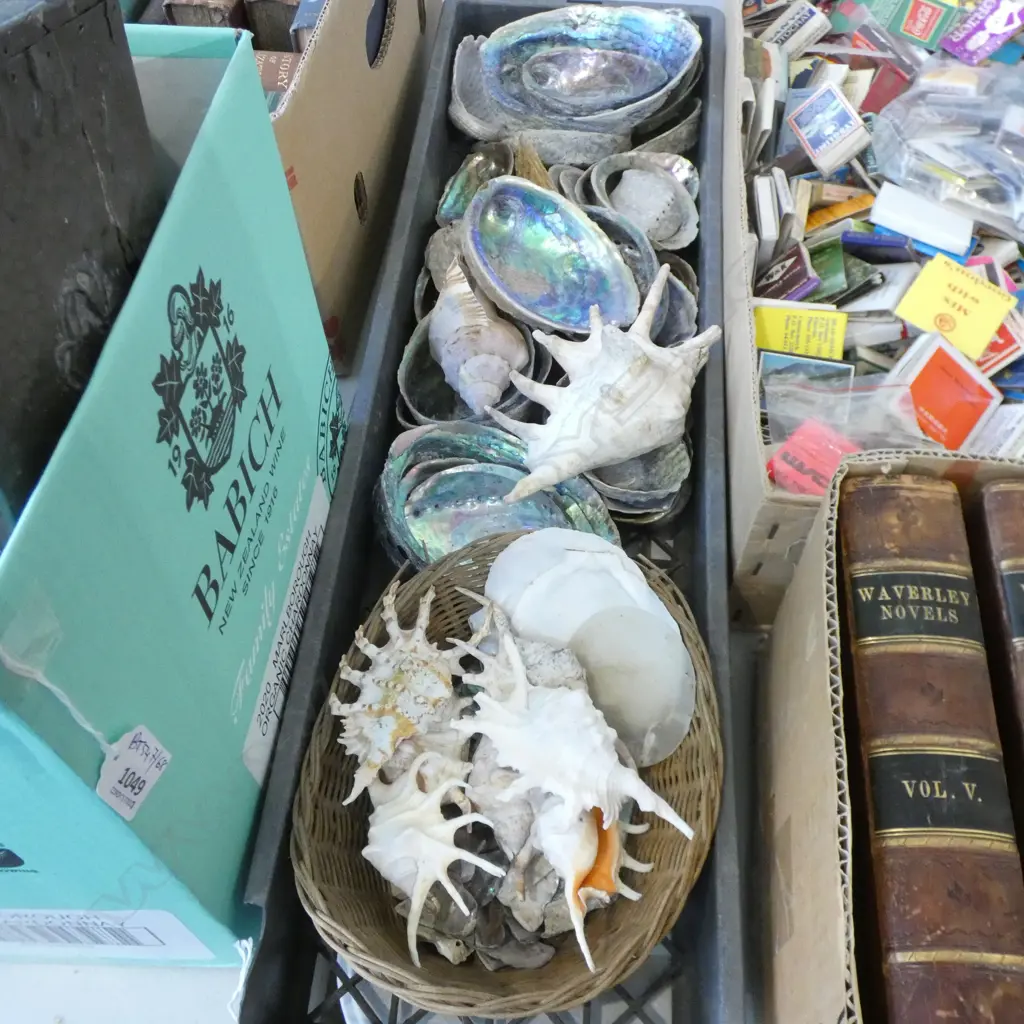 TRAY OF ASST. SHELLS; PAUA ETC Image 1++