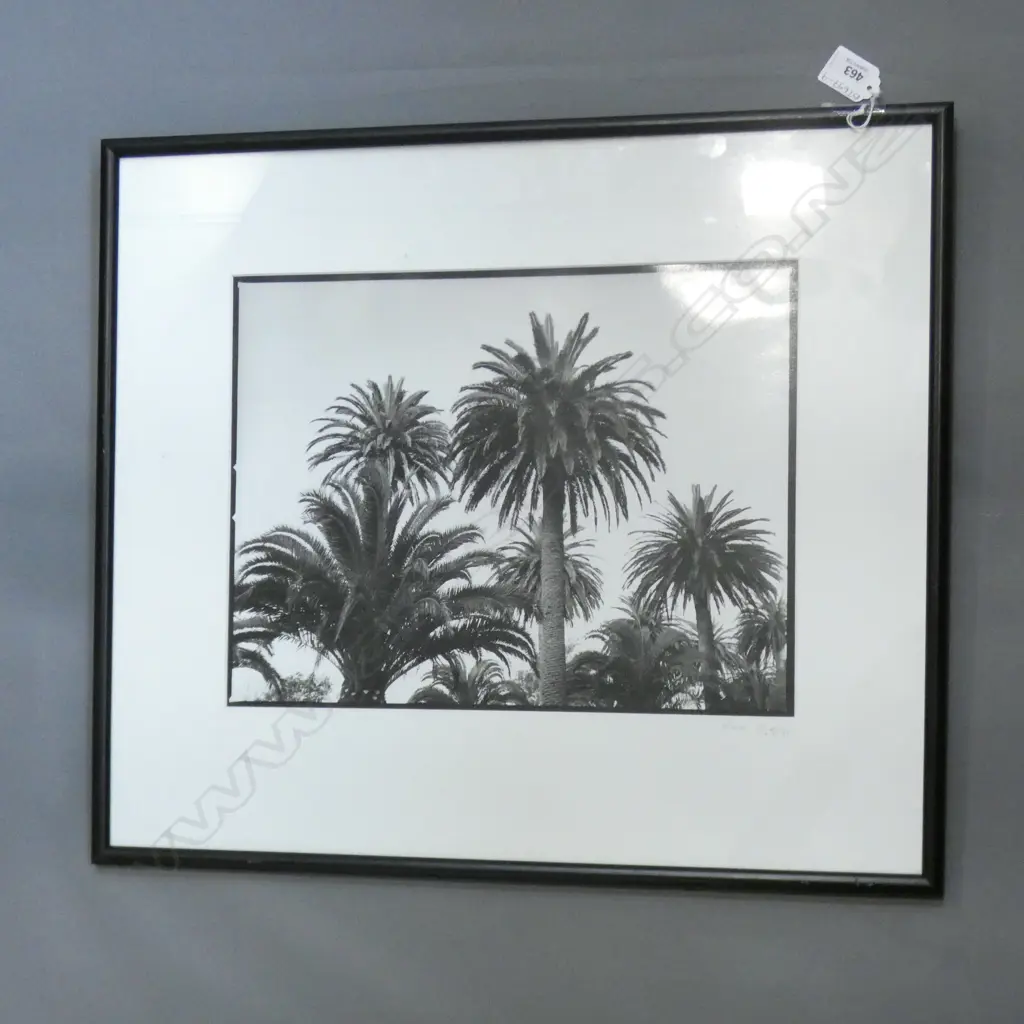 BLACK & WHITE PALM TREE PHOTO - SIGNED SUE GEE NZ '95 360 X 270MM Image 1++