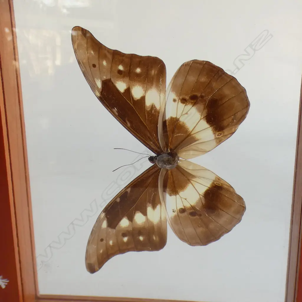 CASED MORPHO CYPRIS BUTTERFLY 170 X 200 MM Image 1++