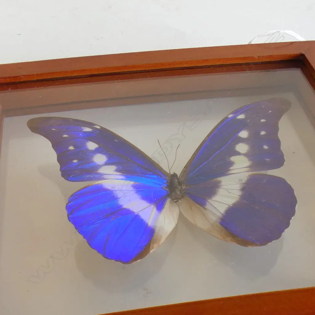 CASED MORPHO CYPRIS BUTTERFLY 170 X 200 MM Image 1++