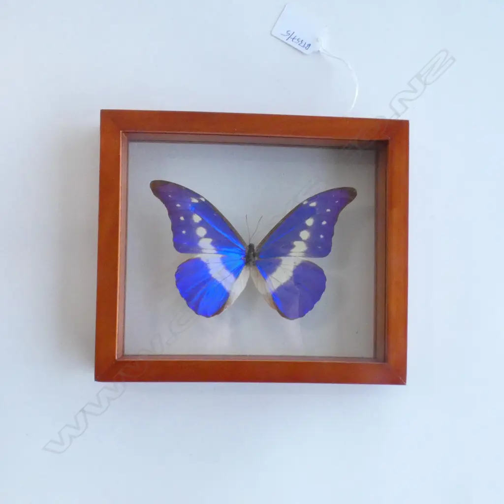 CASED MORPHO CYPRIS BUTTERFLY 170 X 200 MM Image 1++