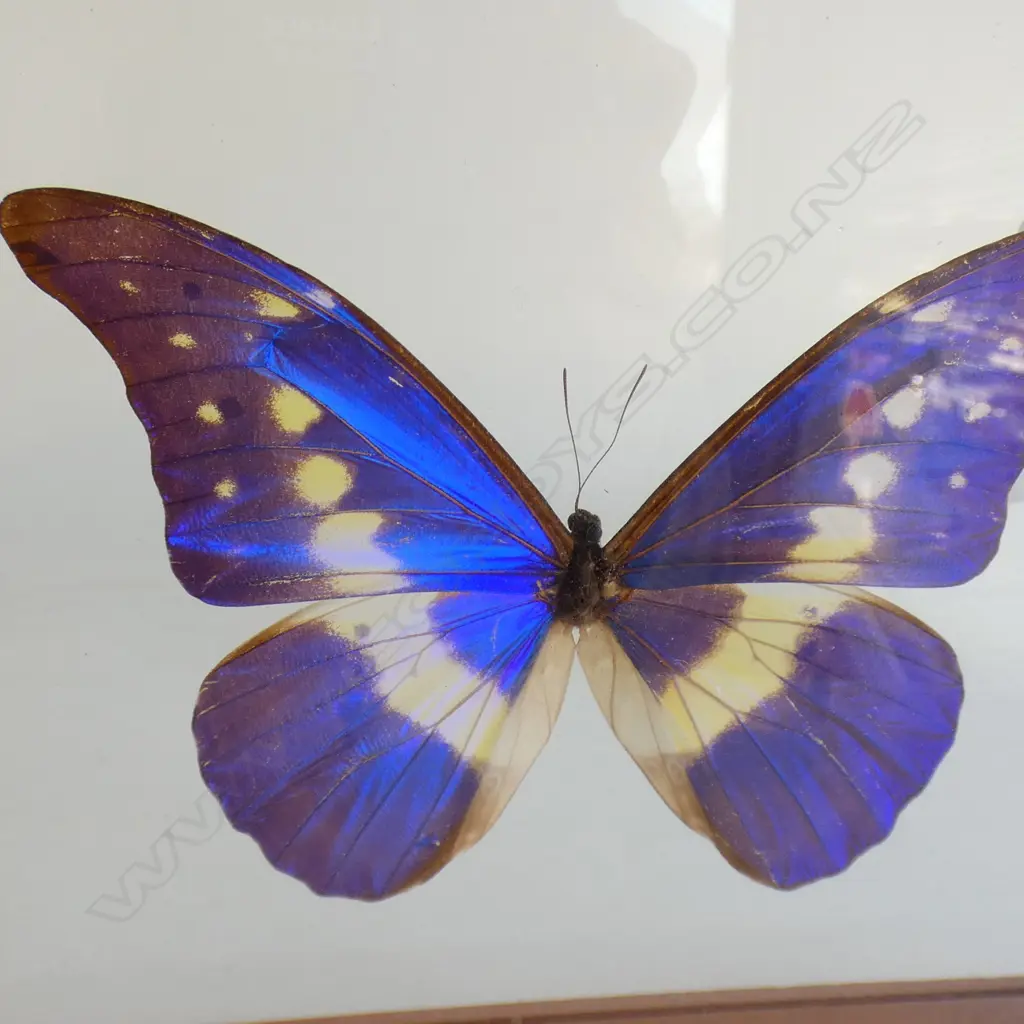 CASED MORPHO CYPRIS BUTTERFLY 170 X 200 MM Image 1++