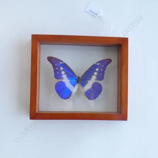 CASED MORPHO CYPRIS BUTTERFLY 170 X 200 MM