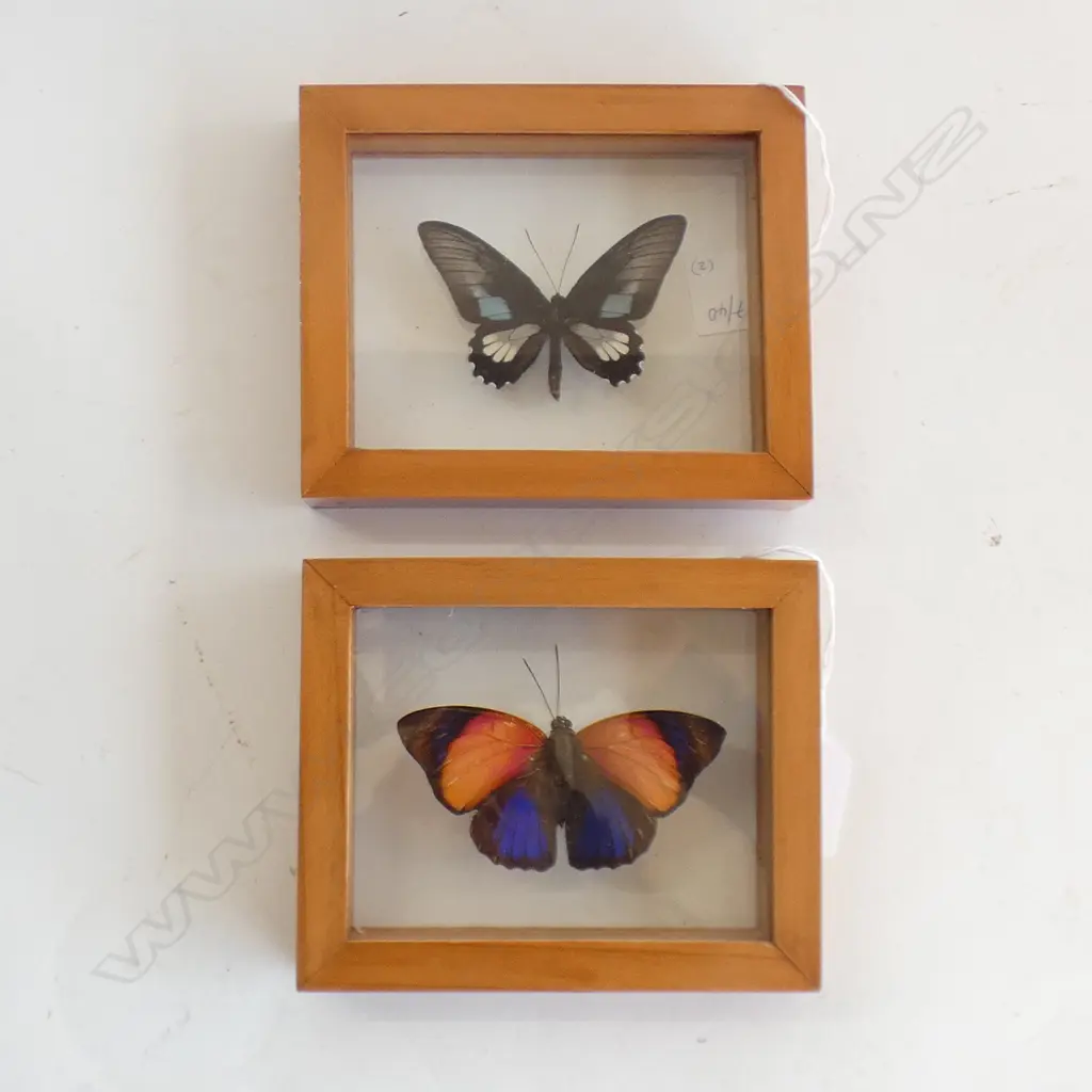 2 FRAMED BUTTERFLY SPECIMENS H 120 MM Image 1++