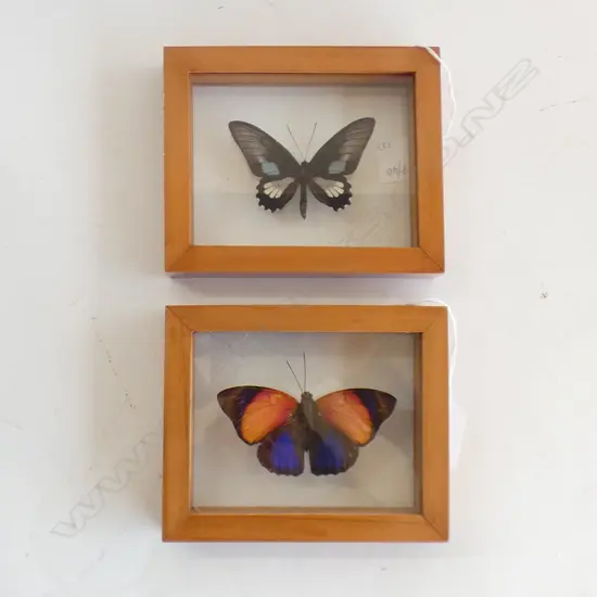 2 FRAMED BUTTERFLY SPECIMENS H 120 MM