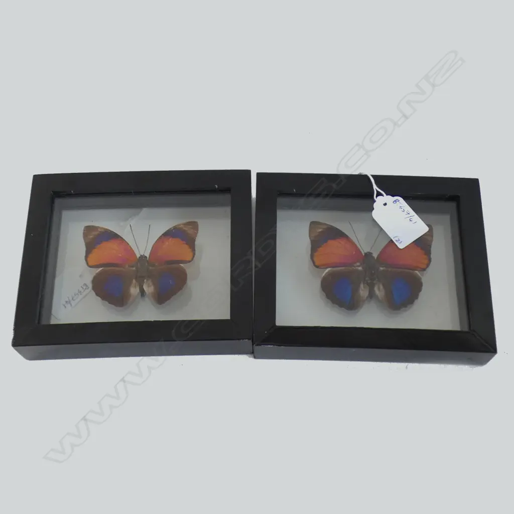 2 FRAMED BUTTERFLY SPECIMENS H 120 MM Image 1++