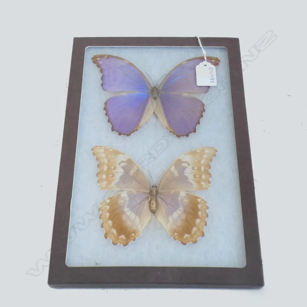TWO CASED MORHPO CYPRIS BUTTERFLY SPECIMENS H 320 MM Image 1++