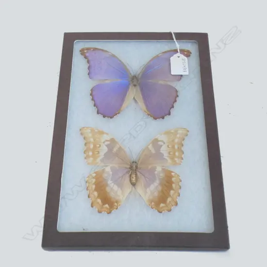 TWO CASED MORHPO CYPRIS BUTTERFLY SPECIMENS H 320 MM