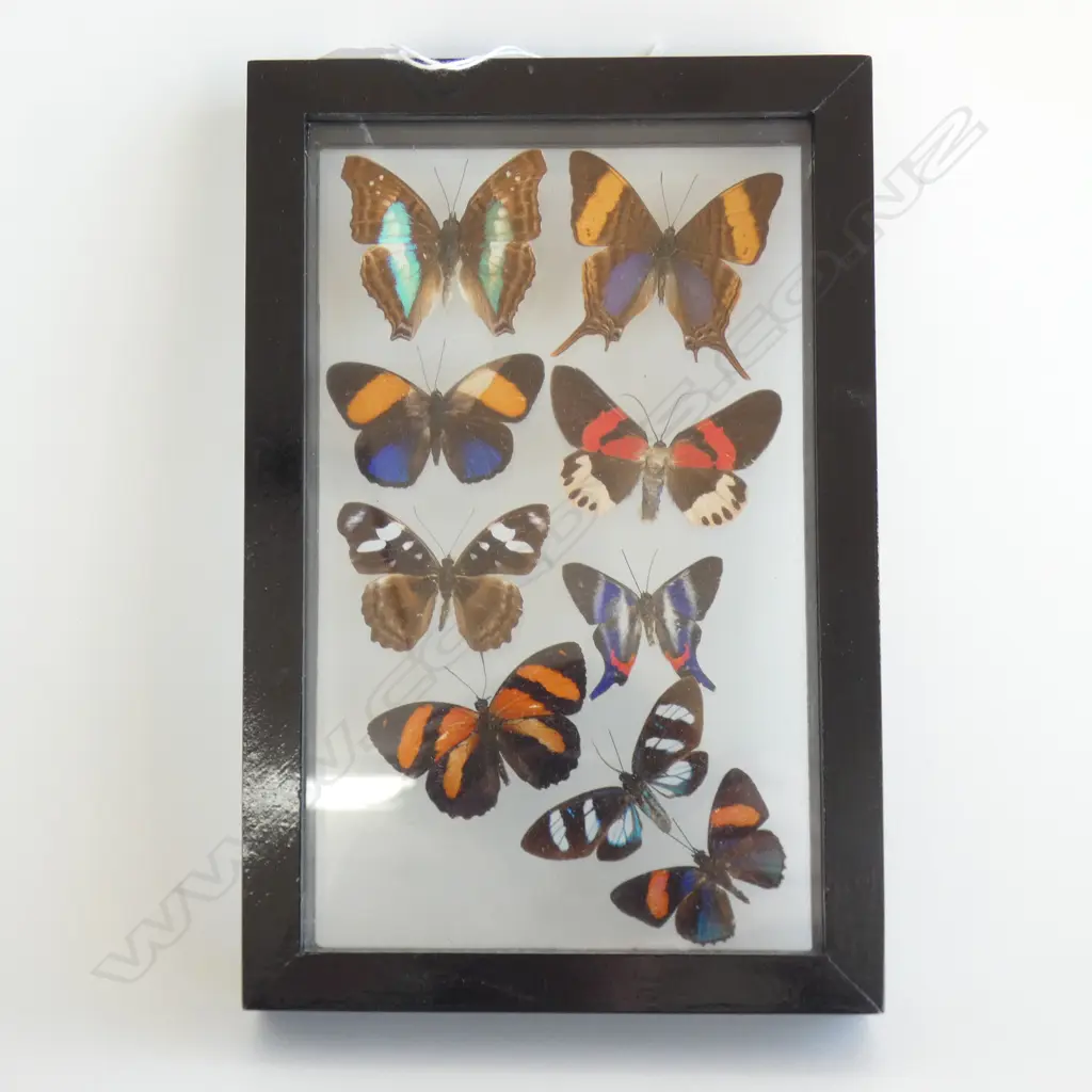 9 CASED SOUTH AMERICAN BUTTERFLY'S 220 X 150 MM Image 1++