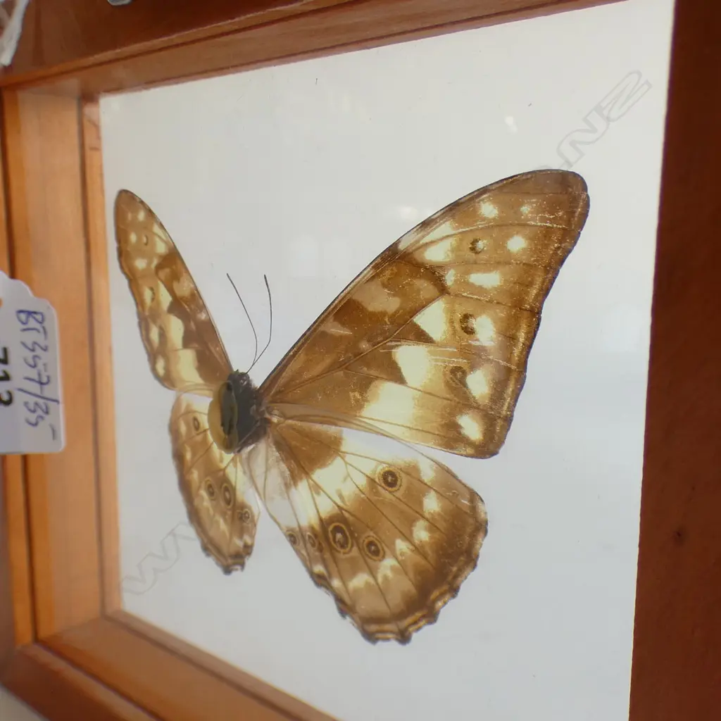 CASED CYPRIS SUB SPECIES BUTTERFLY SPECIMEN L 170 MM Image 1++