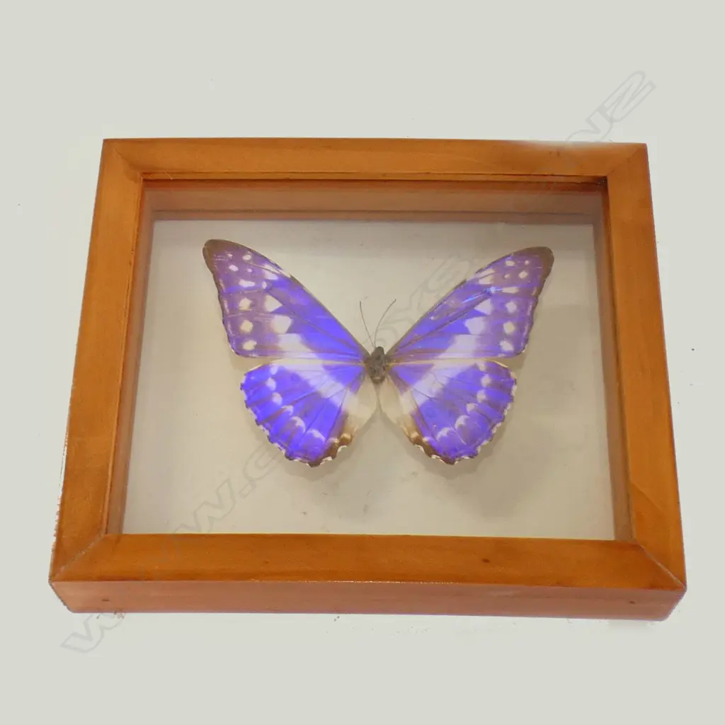 CASED CYPRIS SUB SPECIES BUTTERFLY SPECIMEN L 170 MM Image 1++