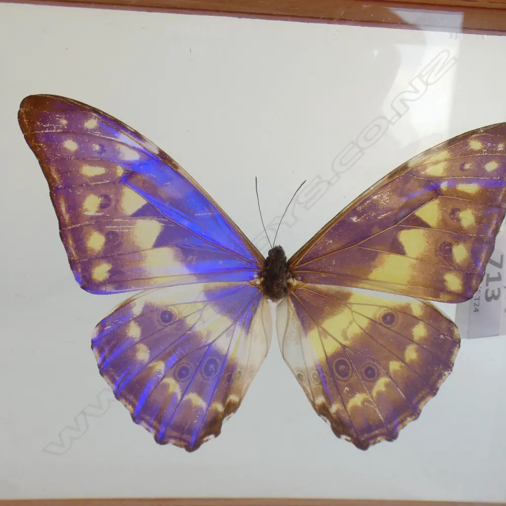 CASED CYPRIS SUB SPECIES BUTTERFLY SPECIMEN L 170 MM Image 1++