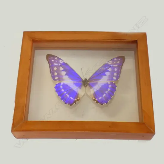 CASED CYPRIS SUB SPECIES BUTTERFLY SPECIMEN L 170 MM