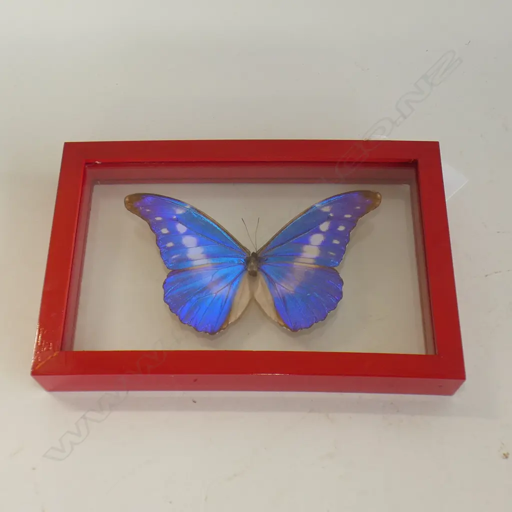 CASED MORPHO CYPRIS BUTTERFLY SPECIMEN L  220 MM Image 1++