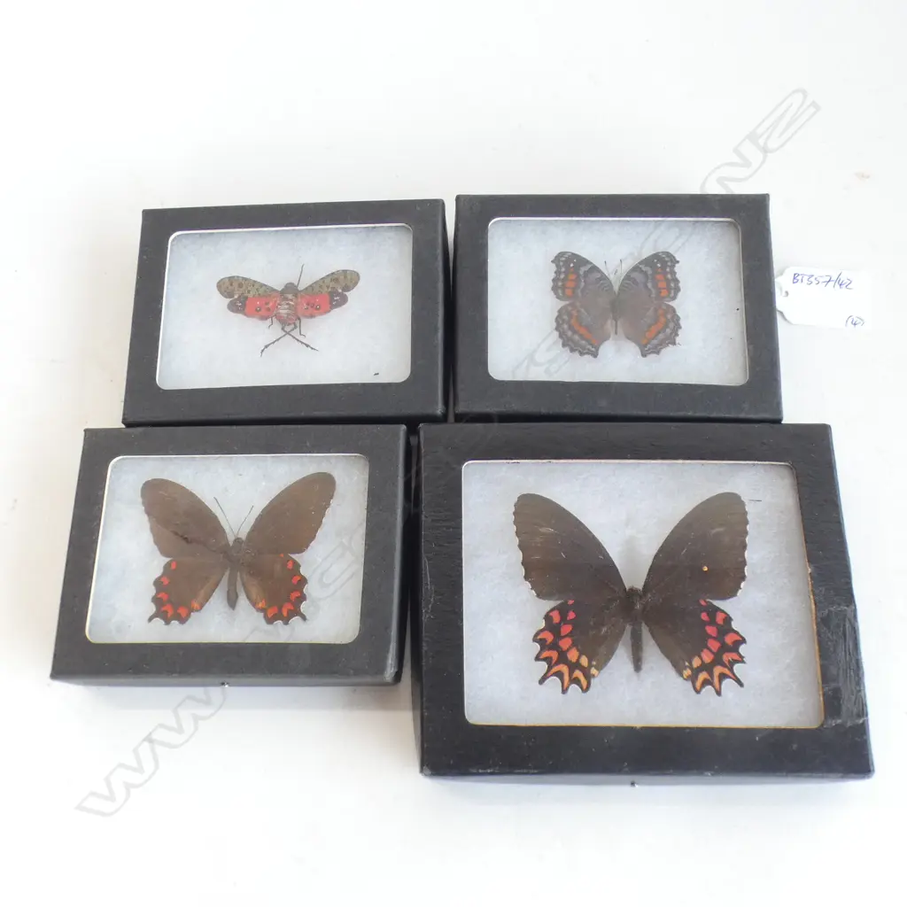 4 CASED BUTTERFLY SPECIMENS FROM PERU L 140 MM Image 1++