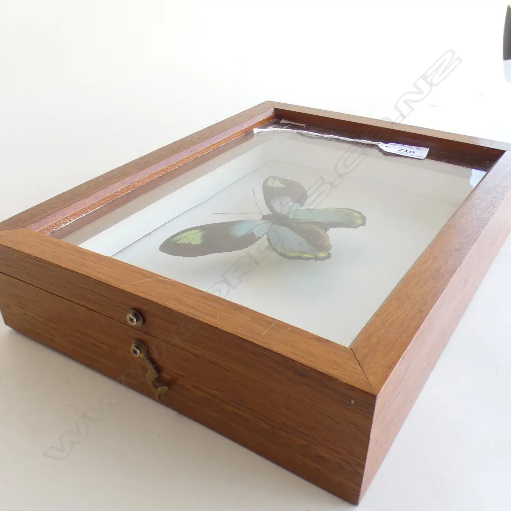 CASED BIRDWING BUTTERFLY SPECIMEN L 300 MM Image 1++
