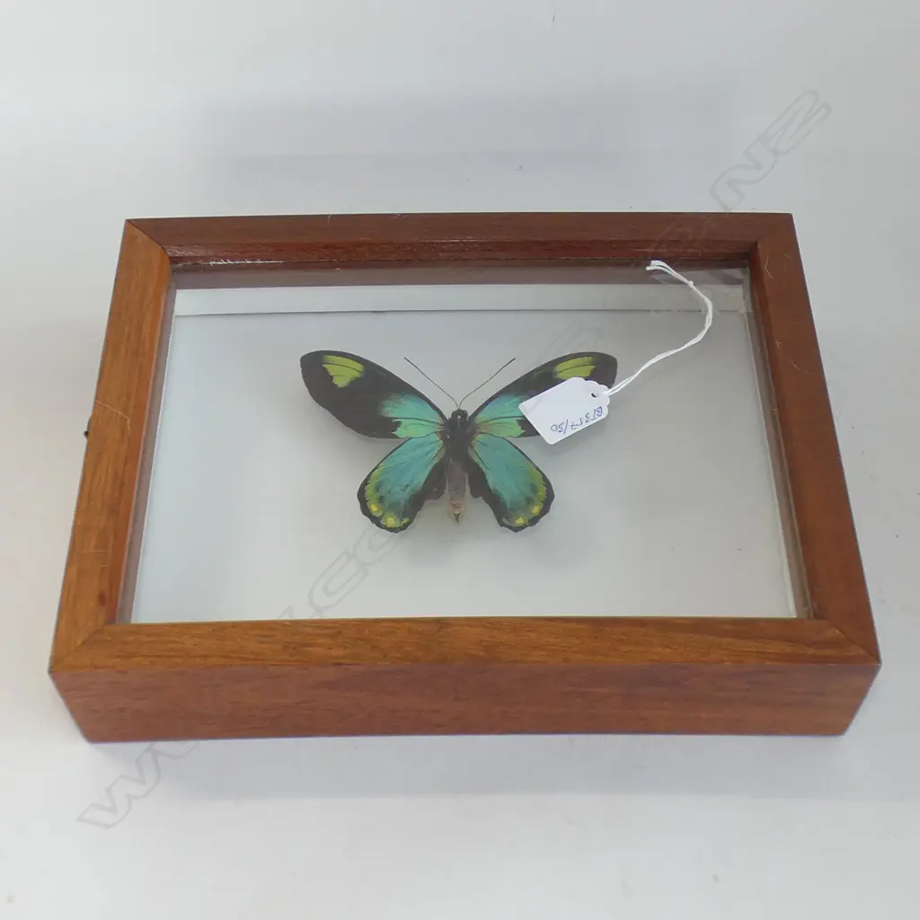 CASED BIRDWING BUTTERFLY SPECIMEN L 300 MM Image 1++