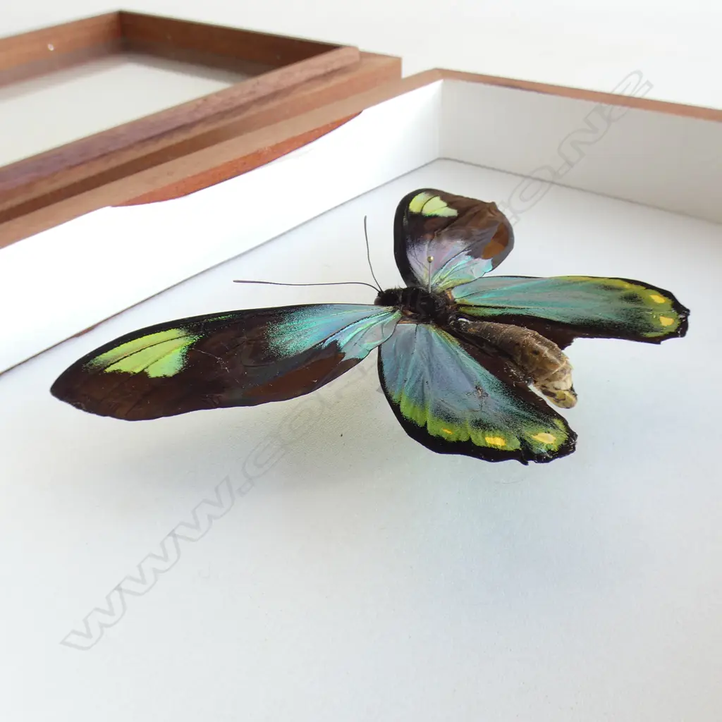 CASED BIRDWING BUTTERFLY SPECIMEN L 300 MM Image 1++