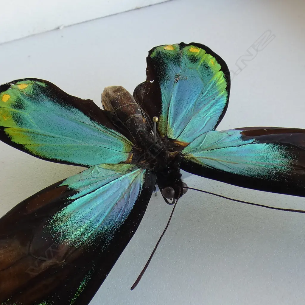 CASED BIRDWING BUTTERFLY SPECIMEN L 300 MM Image 1++