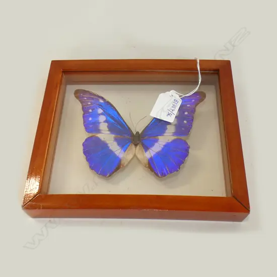 CASED MORPHO CYPRIS BUTTERFLY SPECIMEN L 200 MM