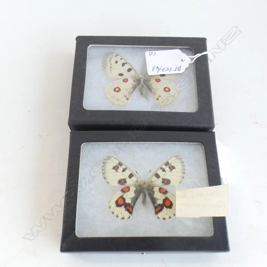 2 CASED RUSSIAN BUTTERFLYS ( PARNASSIUS KOIWAYAIO) RARE L 110 MM Image 1++