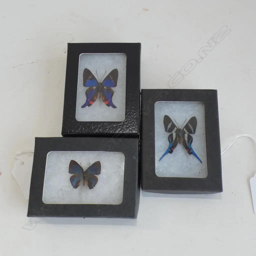 3 FRAMED BUTTERFLY'S L 90 MM  Image 1++