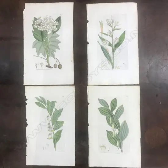 4 X LATE 18TH C HAND-COLOURED BOTANICAL ENGRAVINGS BY JAMES SOWERBY. (LONDON 1796)