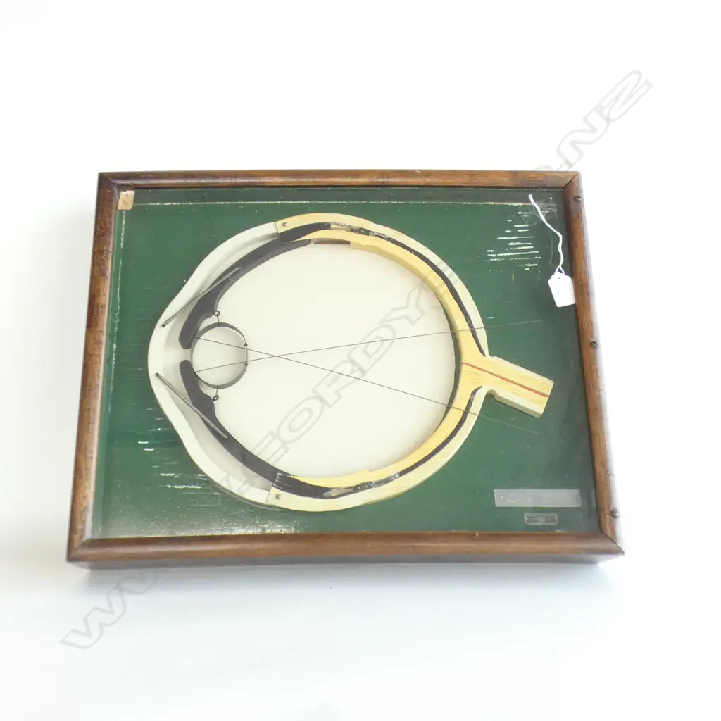 EDWARDIAN OPTOMETRISTS MODEL OF A MOVING EYE IN MAHOGANY CASE DATE 1912 Image 1++