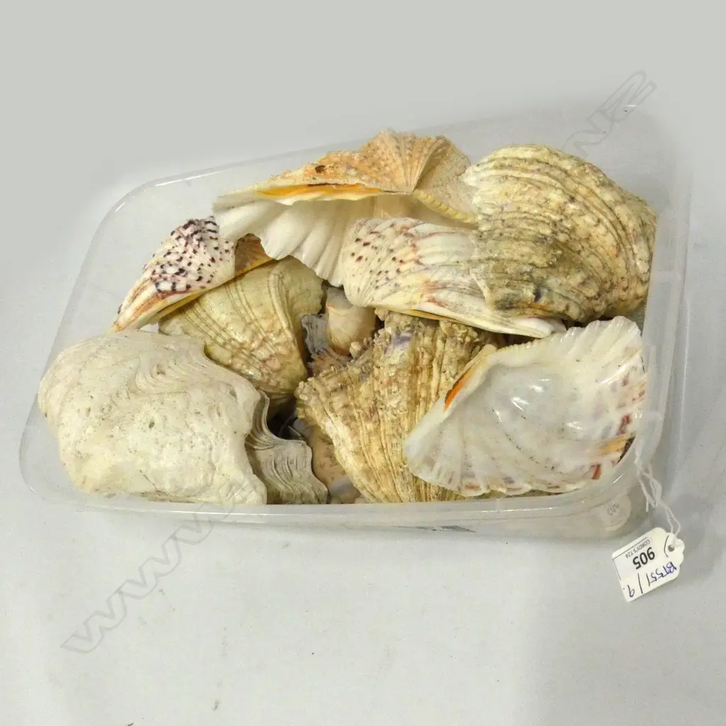 TRAY OF ASST. SHELLS  Image 1++