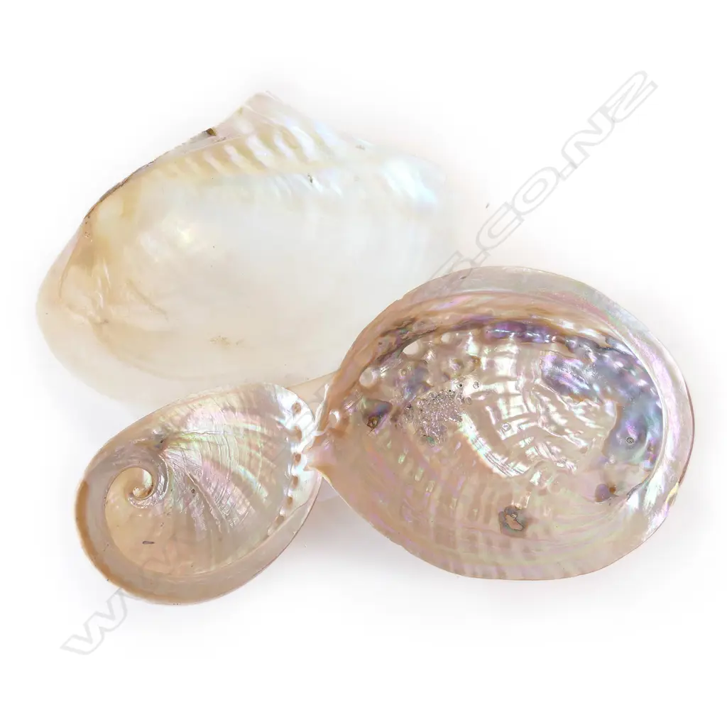 2 PEARLY PAUA + MUSSEL SHELL L.220mm Image 1++