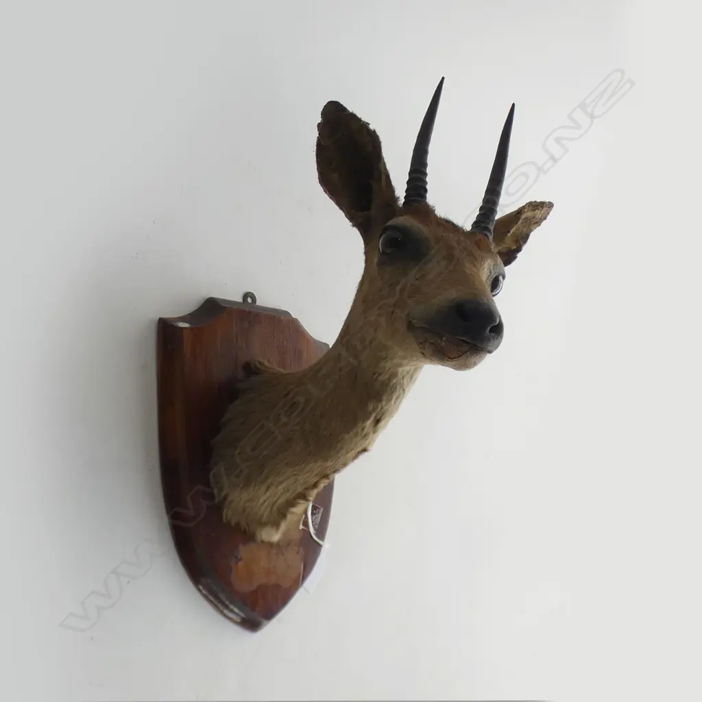 SOUTH AFRICAN KLIPSPRINGER HEAD MOUNT ON SHIELD H.370mm Image 1++